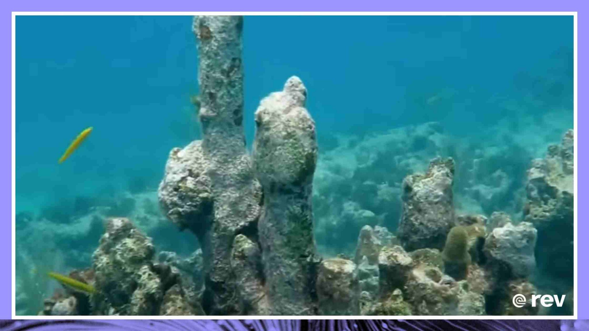 海洋生物学家忙于阻止一种致命的流行病毁灭珊瑚礁6月1日22