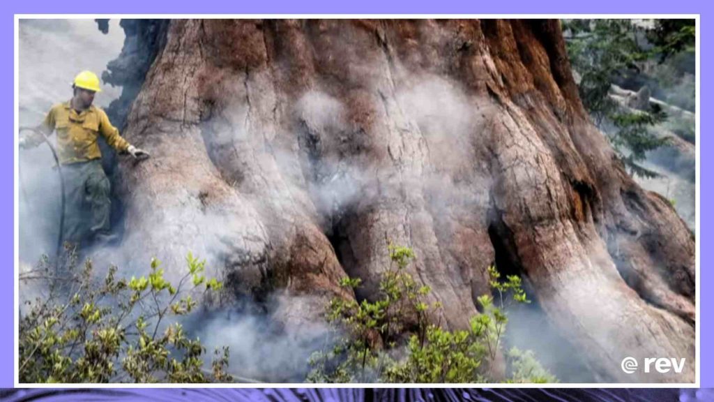约塞米蒂国家公园日益增长的野火威胁着古老的红杉树